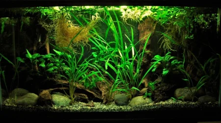 33g June 30-2019.webp