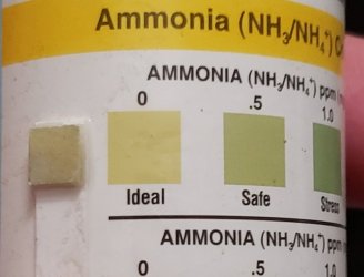 test ammonia_0330_101919.jpg