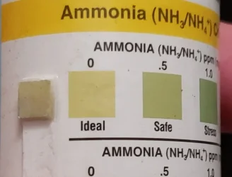 test ammonia_0330_101919.webp