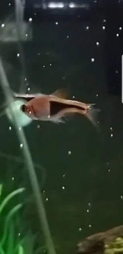 Screenshot_20191020-203427_Gallery.webp