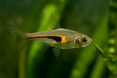 Trigonostigma hengeli1.webp