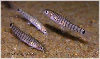 Micronemacheilus cruciatus.webp