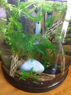 10 gallon .webp 10 gallon .webp