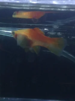 ouh.webp