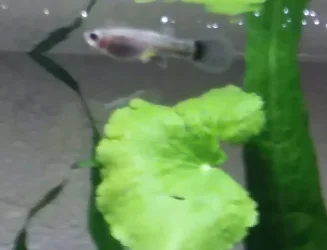 Guppy 2 11.22.19.webp