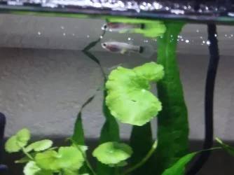 Guppy 11.22.19.webp