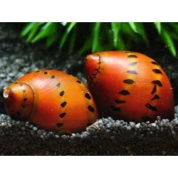 tiger-orange-track-nerite-snail-vittina-semiconica.webp