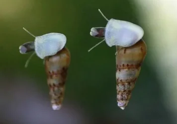 Screenshot_20191124-205833_eBay.webp