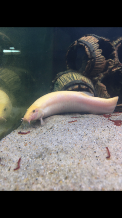 How big is your Golden Dojo Loach Fish Forum