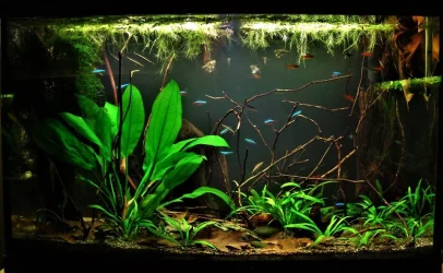 29g Aug 2-15.webp