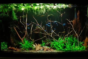 29g Feb 14-16.webp