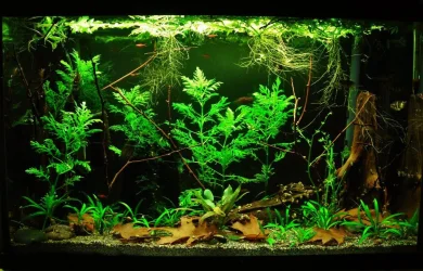 29g Aug 16-16.webp