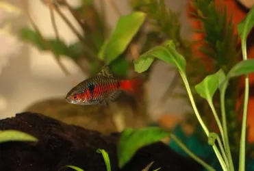 Puntius padamya2 (male).webp