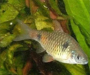 Puntius padamya3 (female).webp