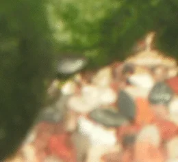 fry 2.webp