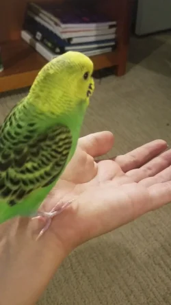 VideoCapture_20190919-200806.webp