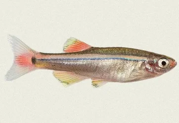 white-cloud-mountain-minnow.webp