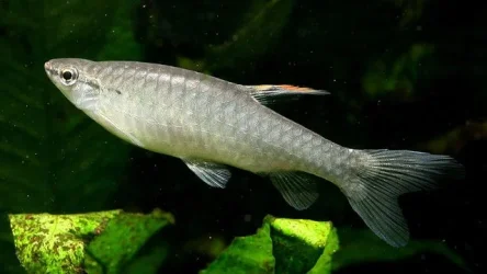 splashing tetra.webp