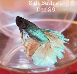 Salt Bath.webp
