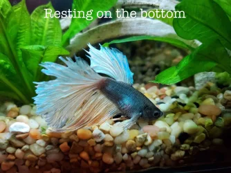 Seb resting.webp