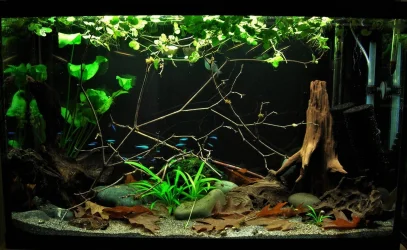 29g June 30-2019.webp