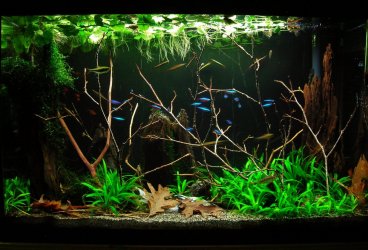 29g Feb 14-16.JPG