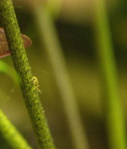 baby-pufferfish_1.jpg