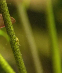 baby-pufferfish_1.webp