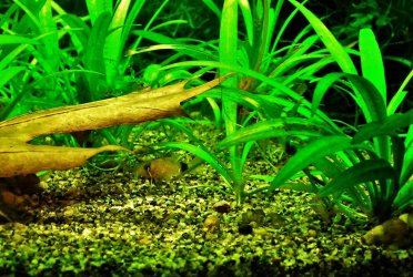 Corydoras panda fry (1).JPG