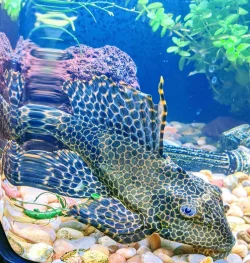 pleco.webp