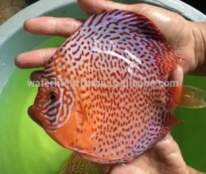 High-Quality-Discus-Fish-Breeder-Freshwater-Fish.jpg_350x350.webp