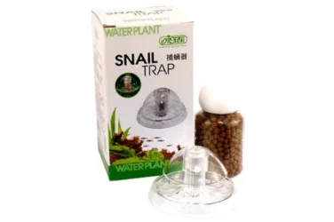 Snail-Trap-e1508313053833.webp