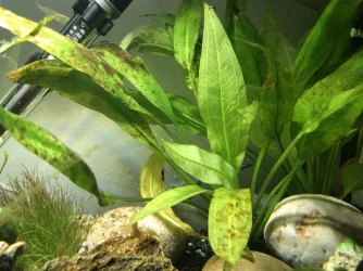 Plant 3.webp