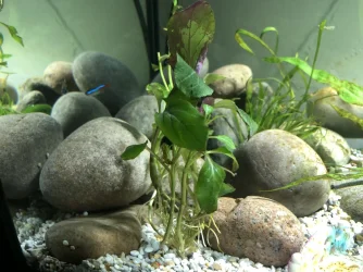 Plant 4.webp