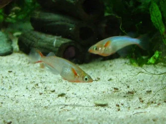 Two ricefish.webp
