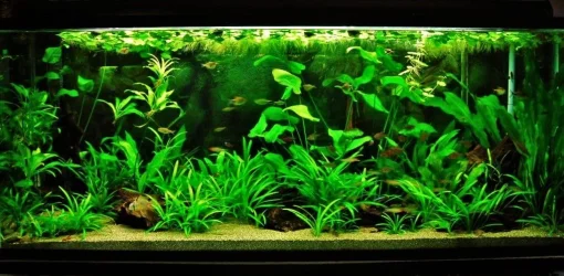 115g Oct 11-11.webp