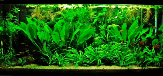 115g Aug 29-13 (1).webp