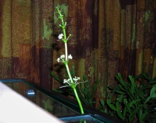 E. major flowers March 2019 (1).webp