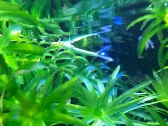 85172764_756889264802458_5057946155707531264_n.webp