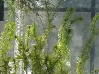 GEDC1182.webp