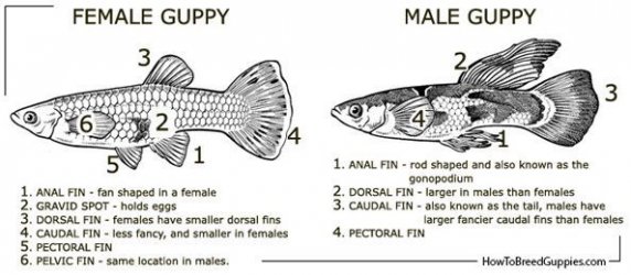 male and female .jpeg