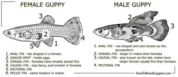 male and female .webp