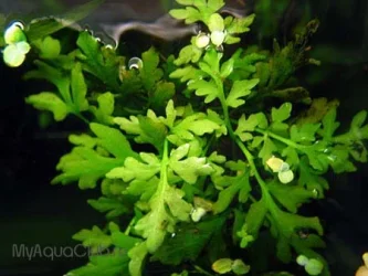 Ceratopteris cornuta3.webp