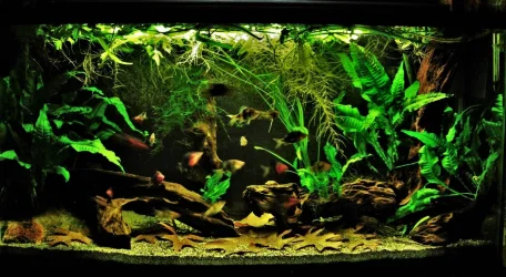 33g Aug 16-16.webp