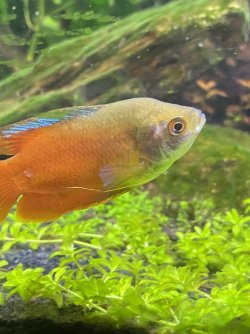 gourami2.jpg