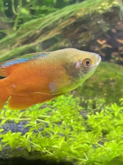 gourami2.webp