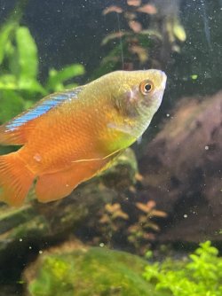 gourami1.jpg