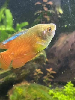 gourami1.webp