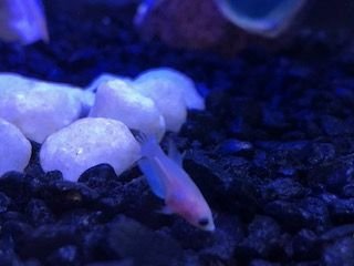 betta fry.jpeg