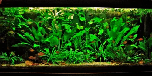 115g Aug 22-14.webp